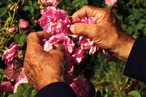 the flowers that make chanel no 5|Chanel no 5 flowers.